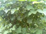 WeCare Biofuel Interantional Co.,