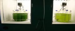 工程微藻養殖Algae Cultivation